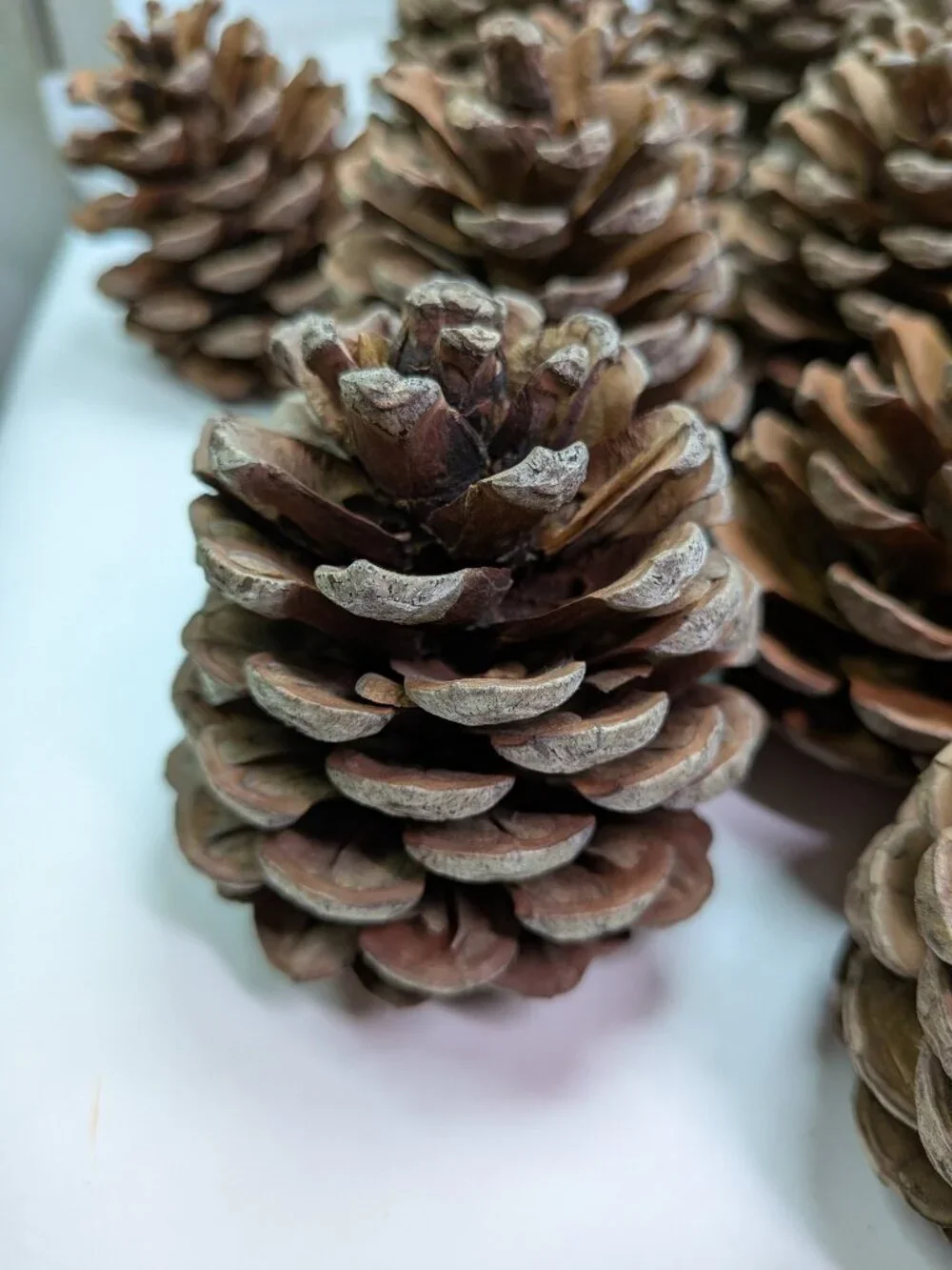 40 Extra Thick Natural Real Pinecones 3